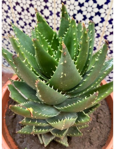 Aloe Brevifolia