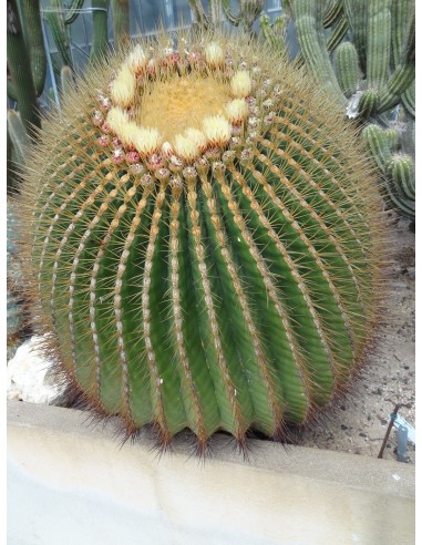 Ferocactus Histrix