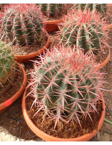 Ferocactus Stainesii