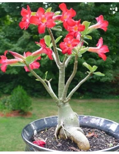 Adenium Obesum