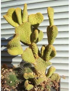 Opuntia Microdasys Jaune...