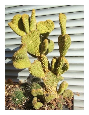 Opuntia Microdasys Jaune ‘Pallida Undulata’