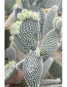 Opuntia Microdasys ‘Albispina’