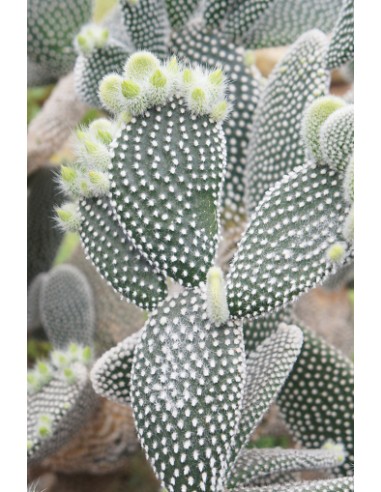 Opuntia Microdasys ‘Albispina’