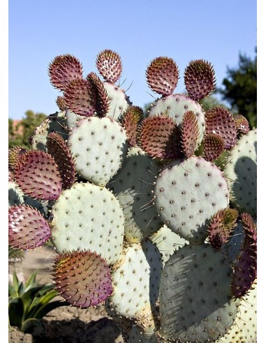 Opuntia Violacea “Santa Rita“