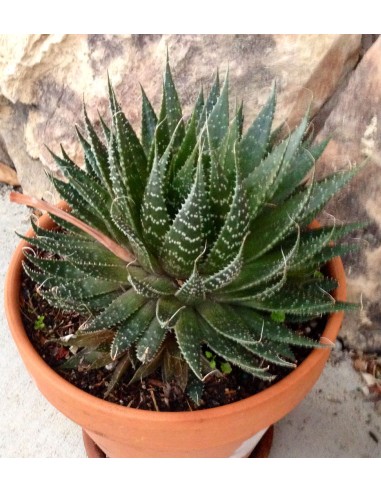 Aloe Aristata