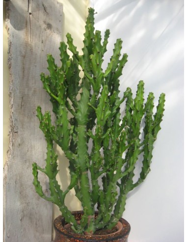 Euphorbia Mayuranathanii