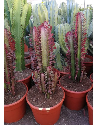 Euphorbia Trigona Rubra