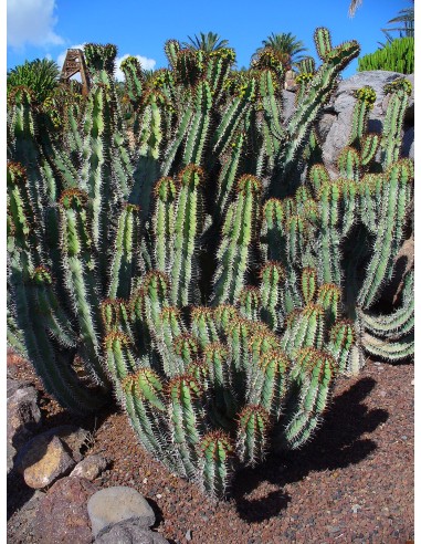 Euphorbia Avasmontana