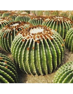 Echinocactus Grusonii Inermis