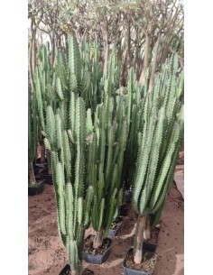 Euphorbia Hermentiana