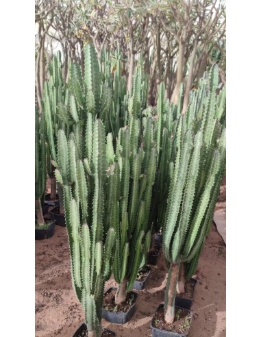 Euphorbia Hermentiana