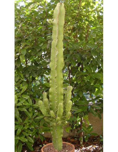 Euphorbia Candelabrum