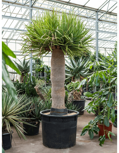 Dracaena Draco (Dragonnier)