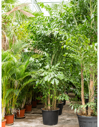 Caryota Mitis - Palmier Celeri