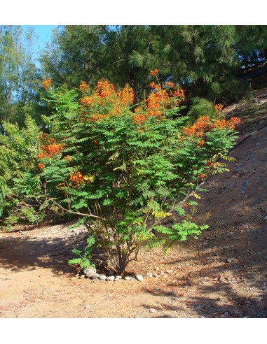 Caesalpinia pulcherrima (Flamboyant)