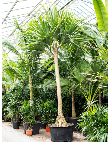 Pandanus Utilis