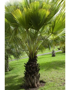 Sabal Palmetto