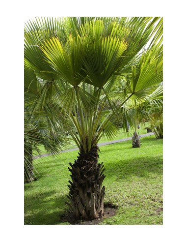 Sabal Palmetto