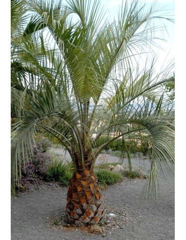 Butia Capitata