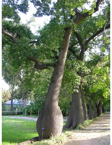 Chorisia Speciosa