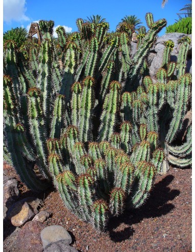 Euphorbia Lactea