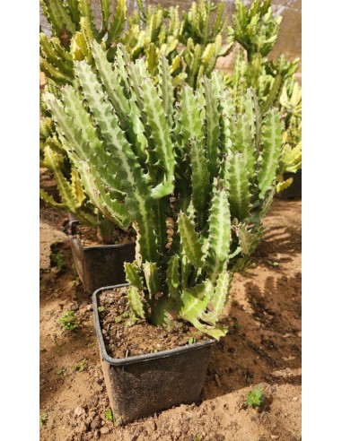 Euphorbia Eritrea