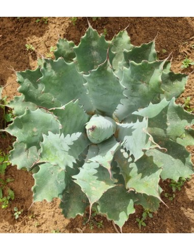 Agave Ferox