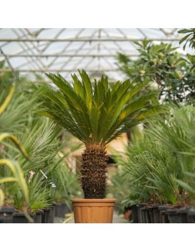 Cycas Revoluta