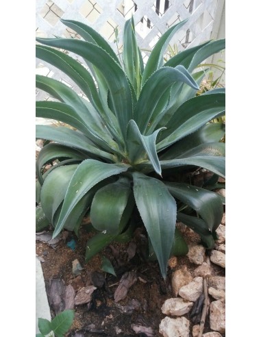 Agave Desmettiana Jacobi