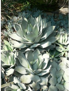 copy of Agave Stricta