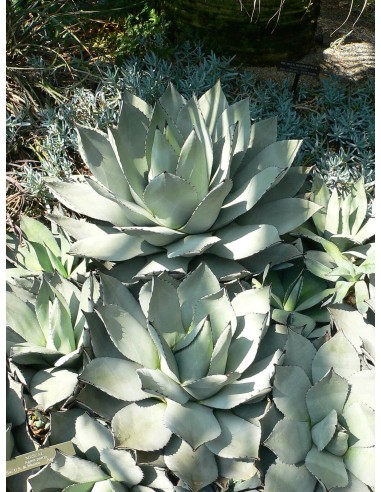 Agave Parryi Engelm. M