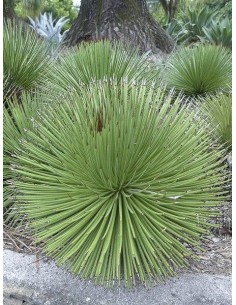 copy of Agave Stricta