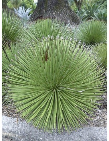 Agave Stricta