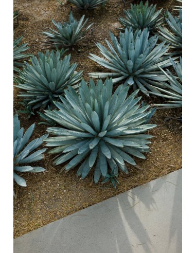 Agave Macroacantha