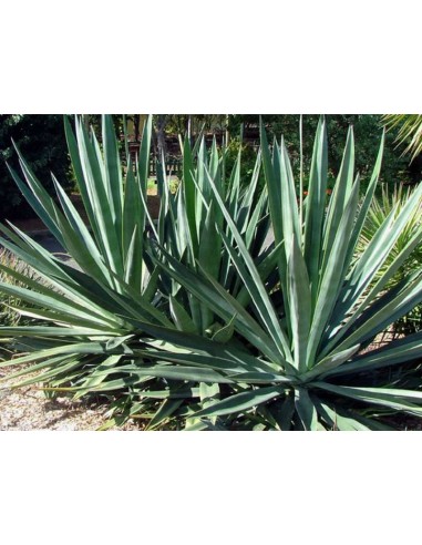 Agave Sisalana Perrine