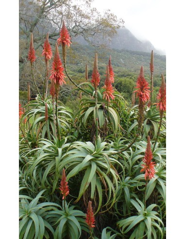 Aloe Arborescens Mill.