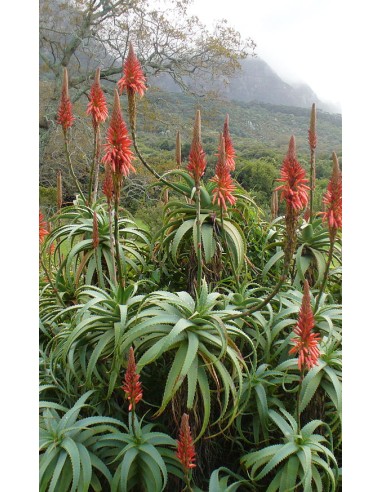 Exotenherz - Aloe Arborescens En Pot De 19 Cm | Plante Grasse Facile D'Entretien