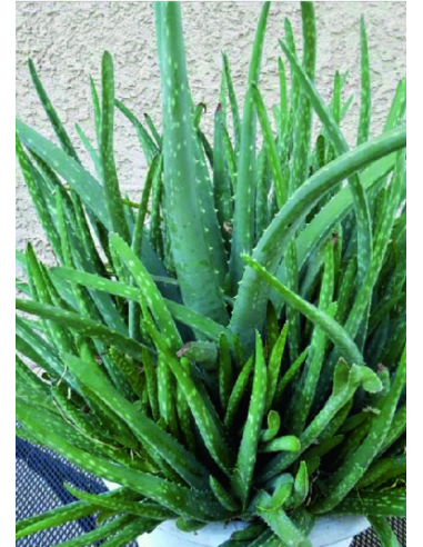 copy of Aloe Brevifolia