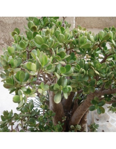 Crassula Ovata