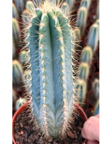 Pilosocereus Pachycladus