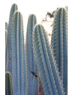 Pilosocereus Azureus Touffe