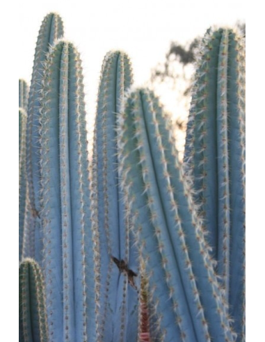 Pilosocereus Azureus Touffe