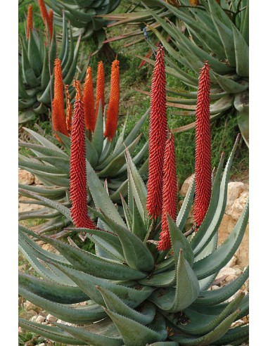 Aloe Ferox