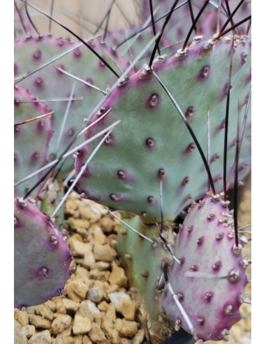 Opuntia Macrocentra