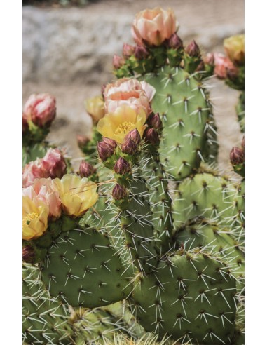 copy of Opuntia Violacea “Santa Rita“