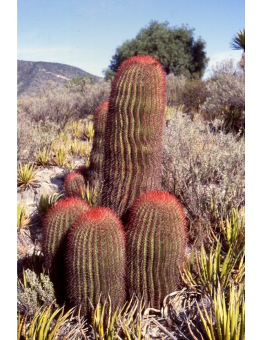 copy of Ferocactus Histrix