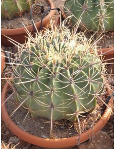 Ferocactus Histrix