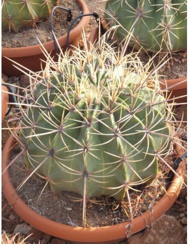 Ferocactus Histrix