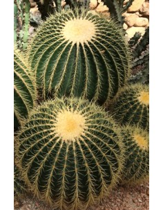 Echinocactus Grusonii